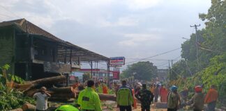 Pohon Tumbang Tutup Akses Jalan di Subang Pohon Tumbang Akibat Hujan Deras dan Angin Puting Beliung