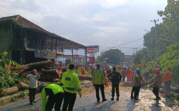 Pohon Tumbang Tutup Akses Jalan di Subang Pohon Tumbang Akibat Hujan Deras dan Angin Puting Beliung