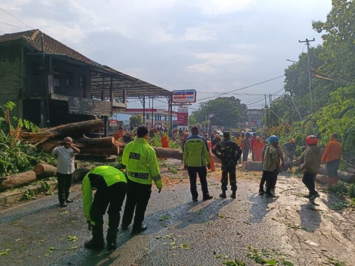 Pohon Tumbang Akibat Hujan Deras dan Angin Puting Beliung