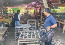 Ratusan Penjudi dan Penonton Sabung Ayam Kocar-kacir saat Digerebek Polisi di Subang Anggota Polsek Pamanukan Subang, mengamankan ayam jago saat menggerebek lokasi sabung ayam di Desa Sukamaju, Kecamatan Sukasari, Subang, Jumat (21/2/2025).