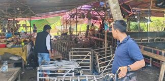 Ratusan Penjudi dan Penonton Sabung Ayam Kocar-kacir saat Digerebek Polisi di Subang Anggota Polsek Pamanukan Subang, mengamankan ayam jago saat menggerebek lokasi sabung ayam di Desa Sukamaju, Kecamatan Sukasari, Subang, Jumat (21/2/2025).
