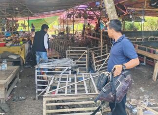 Ratusan Penjudi dan Penonton Sabung Ayam Kocar-kacir saat Digerebek Polisi di Subang Anggota Polsek Pamanukan Subang, mengamankan ayam jago saat menggerebek lokasi sabung ayam di Desa Sukamaju, Kecamatan Sukasari, Subang, Jumat (21/2/2025).