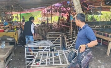 Ratusan Penjudi dan Penonton Sabung Ayam Kocar-kacir saat Digerebek Polisi di Subang Anggota Polsek Pamanukan Subang, mengamankan ayam jago saat menggerebek lokasi sabung ayam di Desa Sukamaju, Kecamatan Sukasari, Subang, Jumat (21/2/2025).