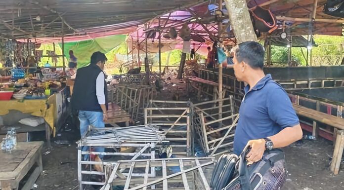 Ratusan Penjudi dan Penonton Sabung Ayam Kocar-kacir saat Digerebek Polisi di Subang Anggota Polsek Pamanukan Subang, mengamankan ayam jago saat menggerebek lokasi sabung ayam di Desa Sukamaju, Kecamatan Sukasari, Subang, Jumat (21/2/2025).