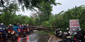 Hujan Deras Disertai Angin Kencang Landai Kabupaten Subang, Dua Pohon Tumbang Hujan Deras Disertai Angin Kencang Landai Kabupaten Subang, Dua Pohon Tumbang