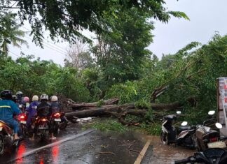 Hujan Deras Disertai Angin Kencang Landai Kabupaten Subang, Dua Pohon Tumbang Hujan Deras Disertai Angin Kencang Landai Kabupaten Subang, Dua Pohon Tumbang