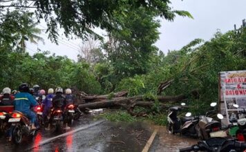 Hujan Deras Disertai Angin Kencang Landai Kabupaten Subang, Dua Pohon Tumbang Hujan Deras Disertai Angin Kencang Landai Kabupaten Subang, Dua Pohon Tumbang