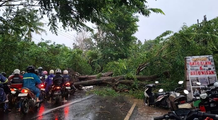 Hujan Deras Disertai Angin Kencang Landai Kabupaten Subang, Dua Pohon Tumbang Hujan Deras Disertai Angin Kencang Landai Kabupaten Subang, Dua Pohon Tumbang