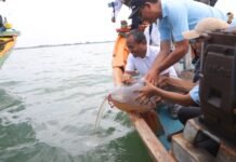 Pemprov Jawa Barat Tebar 1 Juta Benih Rajungan di Indramayu Benih Rajungan