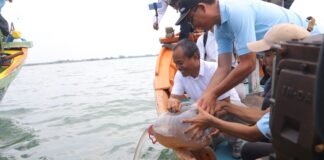 Pemprov Jawa Barat Tebar 1 Juta Benih Rajungan di Indramayu Benih Rajungan