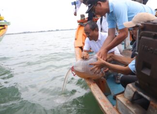 Pemprov Jawa Barat Tebar 1 Juta Benih Rajungan di Indramayu Benih Rajungan