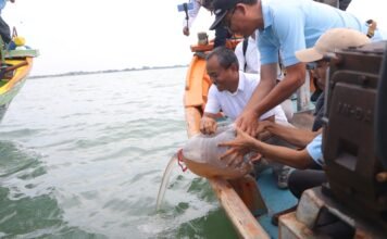 Pemprov Jawa Barat Tebar 1 Juta Benih Rajungan di Indramayu Benih Rajungan